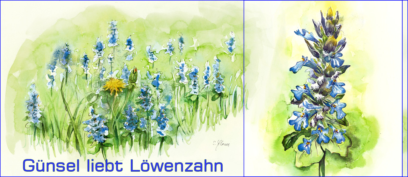 pictureline 01 - Heilkräuter - Der Günsel liebt den Löwenzahn