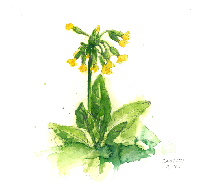 Heilkräuter Himmelschlüssel Aquarell