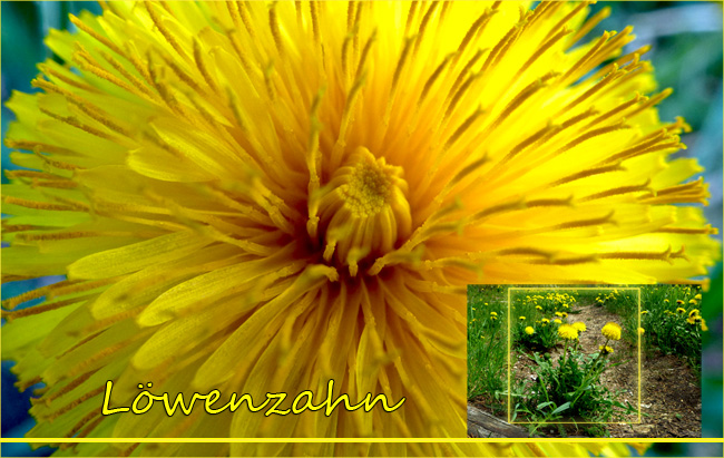 Löwenzahn