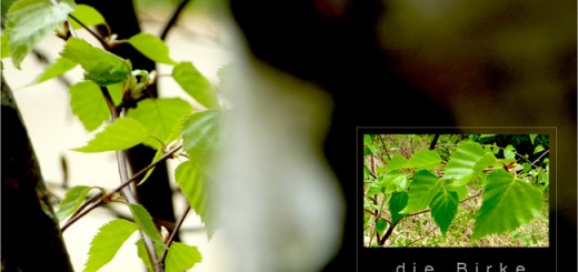 Birke