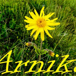 Arnika