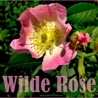 Die wilde Rose