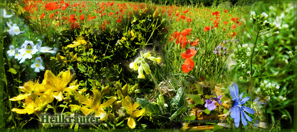 Heilkräuterwiese