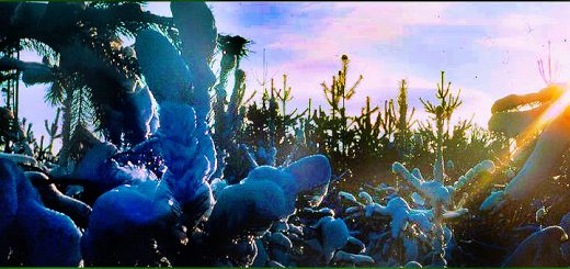 Licht auf Kiefernschnee