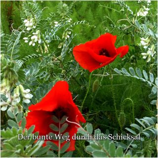 Bildende Beratung - Der bunte Weg durch das Schicksal