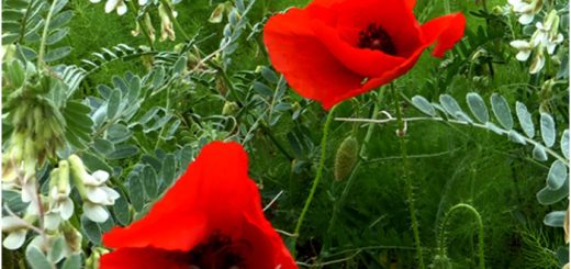 Bildende Beratung - Der bunte Weg durch das Schicksal