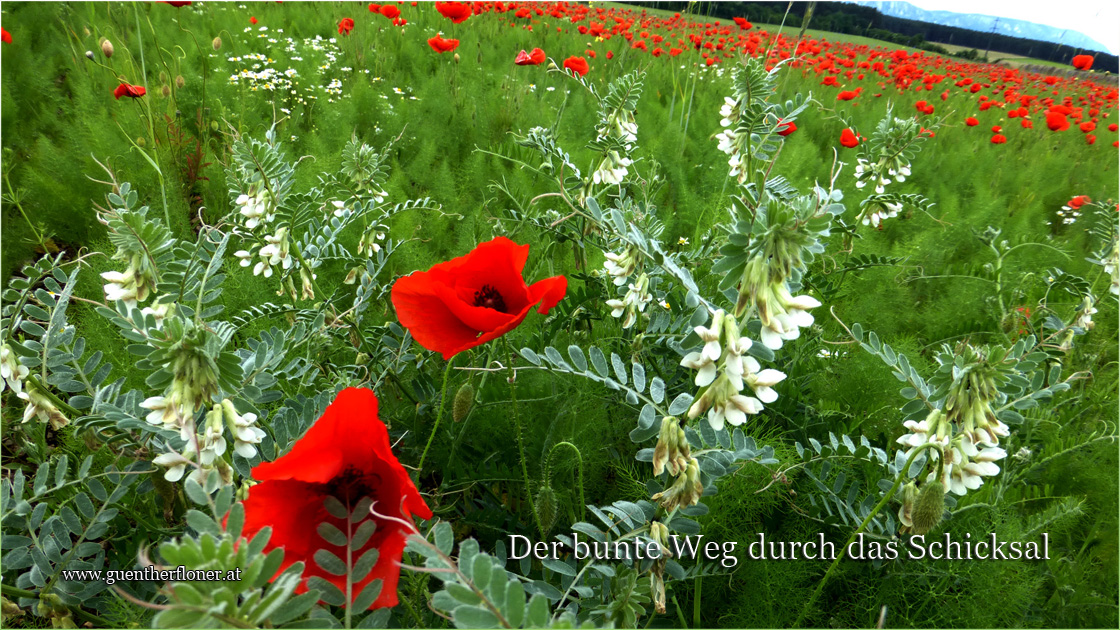 Bildende Beratung - Der bunte Weg durch das Schicksal