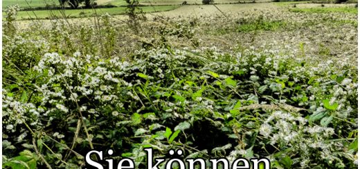 Bildende Beratung - Sie können die Angst besiegen