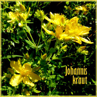 Johanniskraut