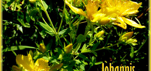Johanniskraut