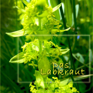 Wahres Labkraut