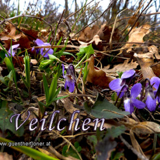 Veilchen