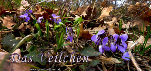 Veilchen