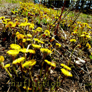 Huflattich