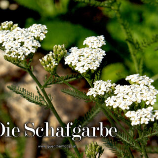 Schafgarbe