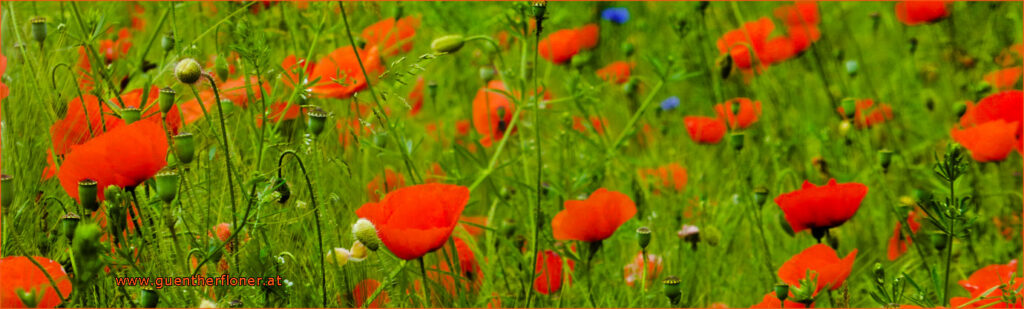 Erde und Himmel - Das himmlische Blühtenfeld