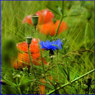 Bildende Beratung - Sie können die Angst besiegen
