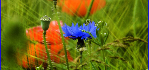 Bildende Beratung - Sie können die Angst besiegen