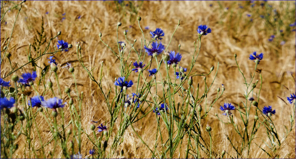 Kornblumen im Getreidefeld