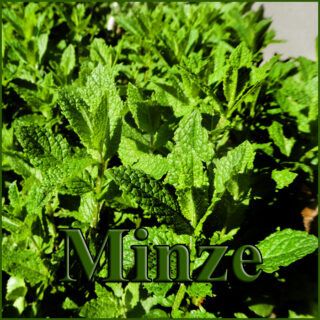 Minze