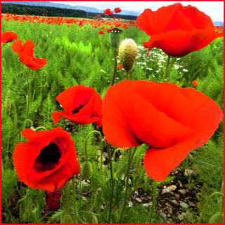 Klatschmohn