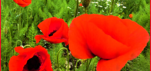 Klatschmohn