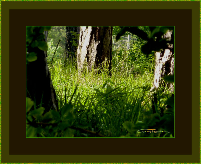 Vier Lichtbilder von Augenblicken in einem Wald