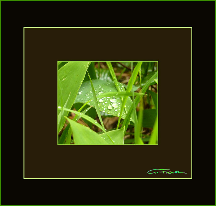 img5a.wasserperleningrasinside700m669px