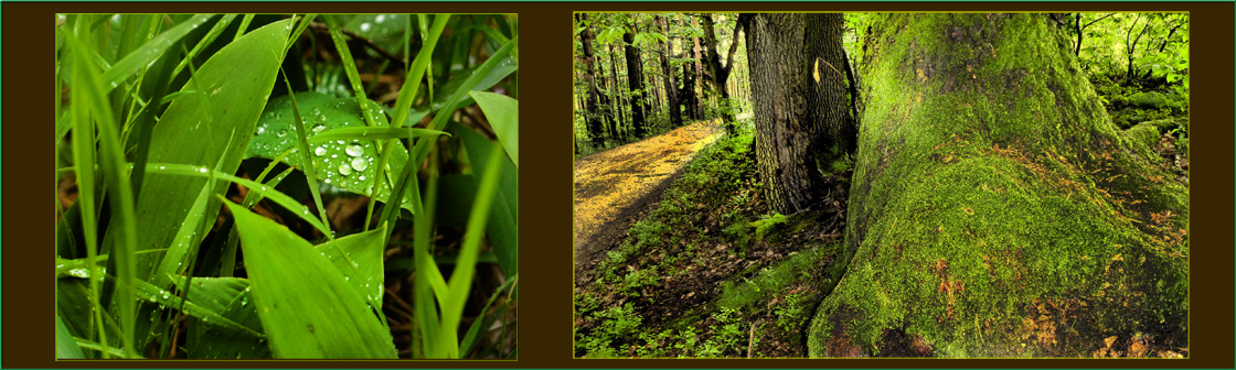 Die Vision vom Himmel auf Erden - In den Wald hinein