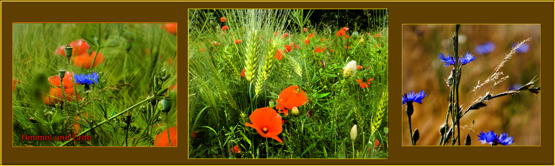Die Vision vom Himmel auf Erden