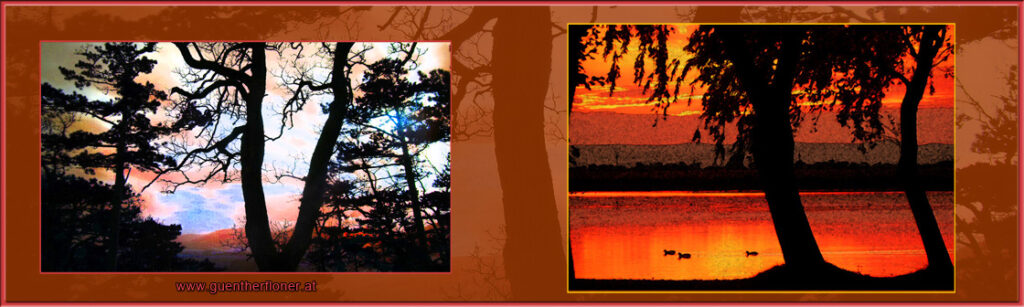 Drei Enten im Abendlicht