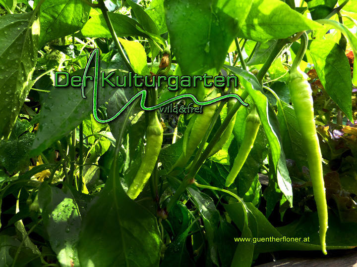 Der Kulturgarten -wild und frei - Inmitten Paprika