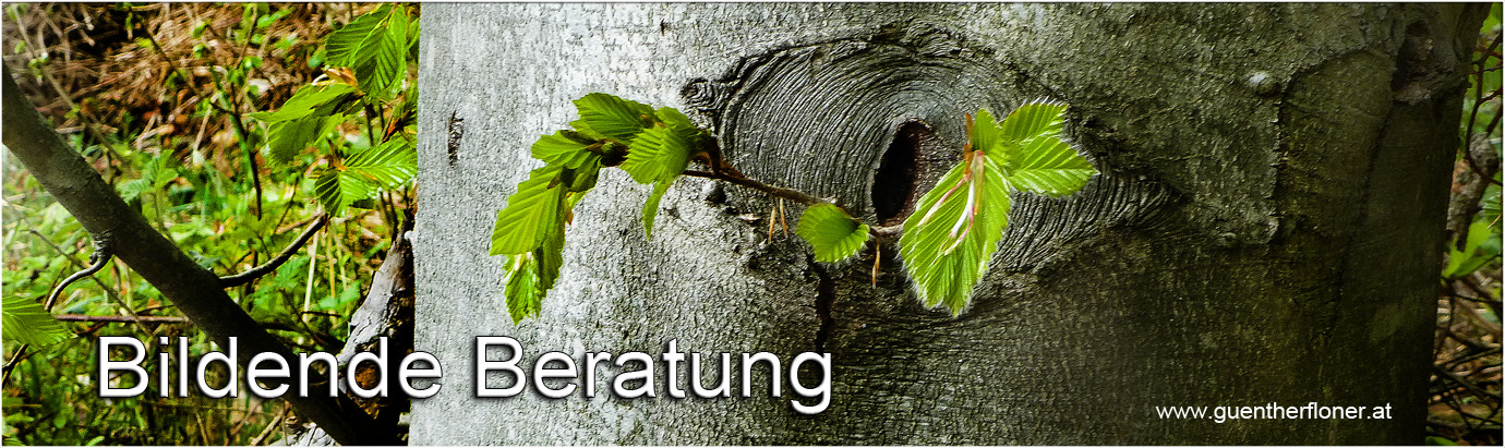 Bildende Beratung - pictureline 03 - Bei der alten Buche