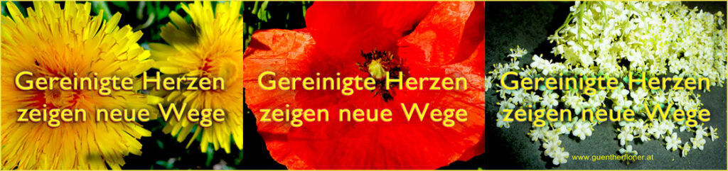 Gereinigte Herzen zeigen neue Wege